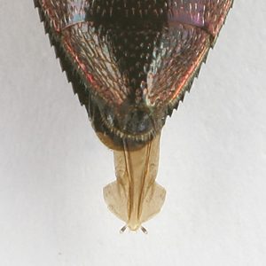 Melobasis sordida, PL0348, female, MU, 11.0 × 4.0 mm
